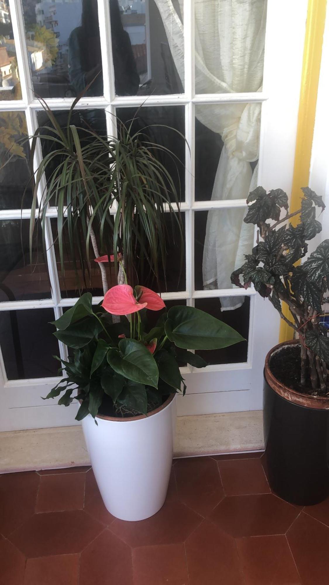 Maria Guest house Albufeira Extérieur photo